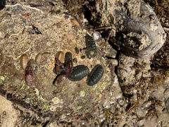 Amblychilepas oblonga