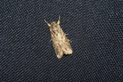 Hypena laceratalis