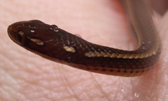 Rhadinaea decorata