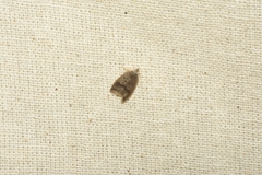 Hypena laceratalis