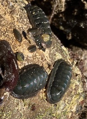 Ischnochiton australis