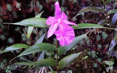 Sobralia amabilis