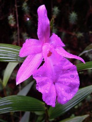 Sobralia amabilis