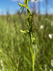 Habenaria filicornis