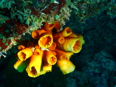 Tubastraea