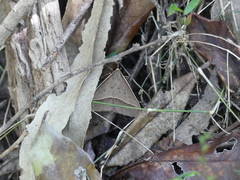 Epidesmia chilonaria