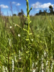 Habenaria filicornis