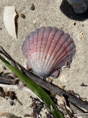 Pecten fumatus