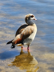 Alopochen aegyptiaca