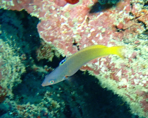 Tweekleur-lipvis (Halichoeres prosopeion) — Labridae — 5