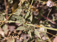 Boerhavia xantii