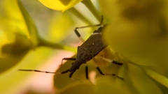 Dicranocephalus albipes