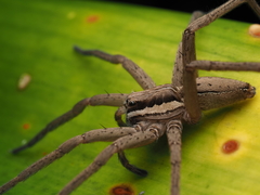 Dolomedes minor