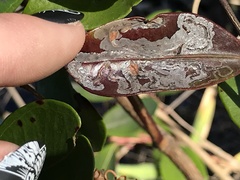 Liriomyza schmidti