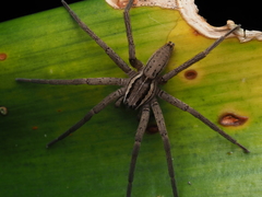 Dolomedes minor