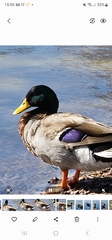 Anas platyrhynchos