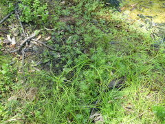 Ranunculus inundatus