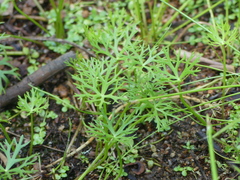 Ranunculus inundatus