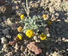 Trichoptilium incisum