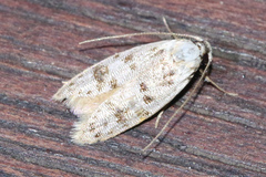 Scatochresis innumera