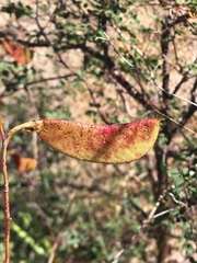 Erythrostemon pannosus