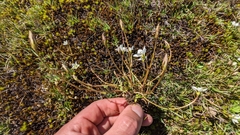 Gentianella eichleri