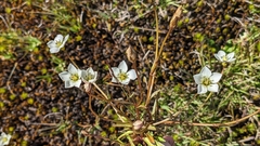 Gentianella eichleri