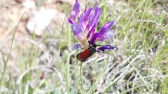Zygaena punctum