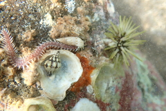 Pherecardia striata