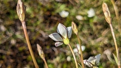 Gentianella eichleri