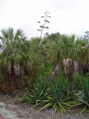 Agave sisalana