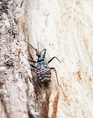 Havinthus rufovarius