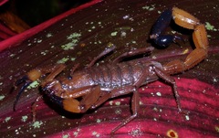 Centruroides limbatus