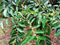 Glochidion philippicum