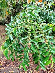 Glochidion philippicum