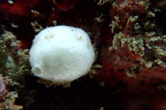 Calcarea