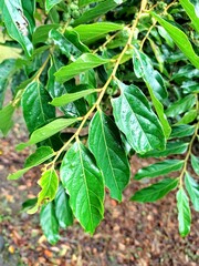 Glochidion philippicum