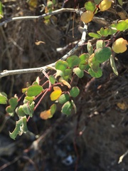 Erythrostemon pannosus