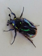 Chlorobapta frontalis
