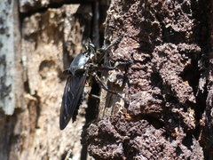 Blepharotes splendidissimus