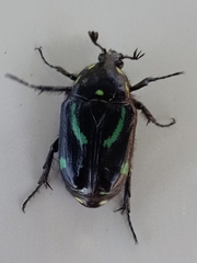 Chlorobapta frontalis