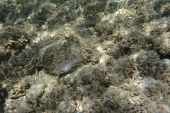 Canthigaster jactator