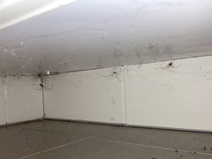 Smeringopus pallidus