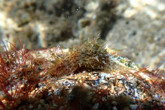 Stylocheilus striatus