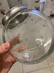 Smeringopus pallidus