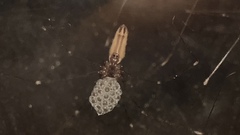 Smeringopus pallidus