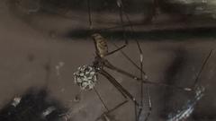 Smeringopus pallidus