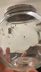 Smeringopus pallidus