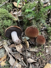 Sutorius australiensis