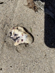 Saccostrea glomerata